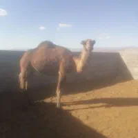 شتر ارونه و بعلبون فروشی