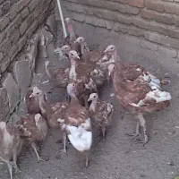 بوقلمون پرورشی