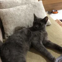 واگذاری بچه گربه راشن بلو