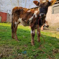 1 راس لیشه اس بدون حرف و حدیث|حیوانات مزرعه|سنگر, |دیوار