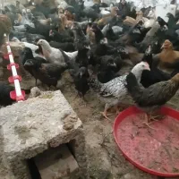 جوجه(کاسرک) مرغ و خروس۵ماه محلی اصل(واکسن خورده)