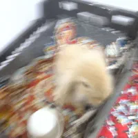 خرگوش|موش و خرگوش|پلدختر, |دیوار