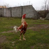 خروس لاری خانگی