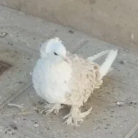 کبوتر آرشینگل مخمل سرور تهرانی نوک قنار جکسون|پرنده|تفت, |دیوار