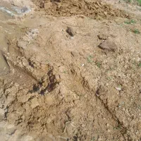 بار گاوی|خدمات باغبانی و درختکاری|نیشابور, فضل|دیوار