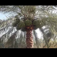 پاجوش نخل بریم سفید