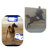 مادیان دمگیروشجره دار.ابستن لاین انسیاتور