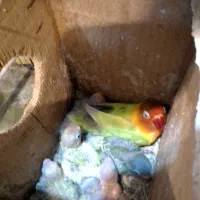 بطوطی برزیلی از سرلاک تا بالغ