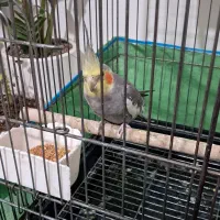 عروس هلندی سینامون سخنگو