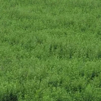 یونجه|لوازم جانبی حیوانات|بروجرد, |دیوار