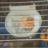 قناری ماده پرتقالی