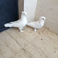 کبوتر فیت پرشی و پر و ساتن و پلاکی