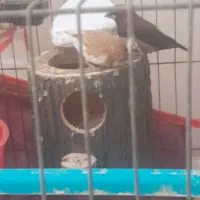 فنج مصری وبنگالی|پرنده|عسلویه, |دیوار