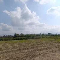 1هکتارو8000متر-زمین-شالیزار-مناسب-درخت-کاری