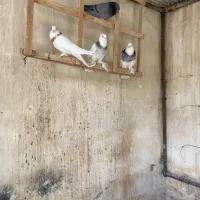 طوقی|پرنده|اصفهان, خواجو|دیوار