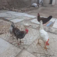 مرغ و خروس اهواز کویه سادات