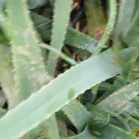 فروش پاجوش و برگ آلوورا