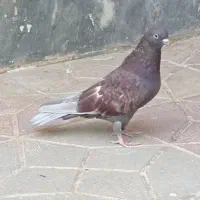 کبوتر سرخ کاغذی صدار دار