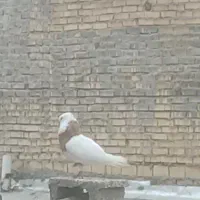 پرنده|پرنده|شادگان, |دیوار