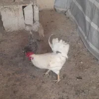 حیوانات مزرعه