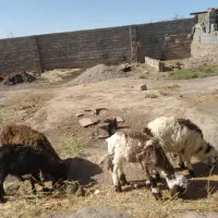 بره نر ماده