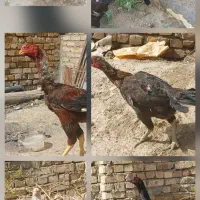 مرغ خروس