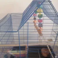 طوطی برزیلی با قفس و وسایل