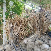 سیر خشک