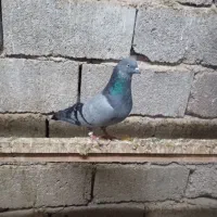 کبوتر کله ای وسیاه|پرنده|چمران, |دیوار