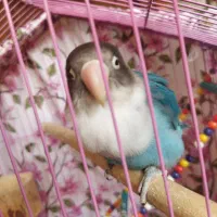 کوتوله برزیلی