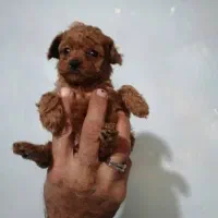 تاینی پودل / پودل / پودل توی