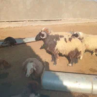 گوشت قوچ یا بره نر بزرگ فقط|حیوانات مزرعه|بندر ماهشهر, |دیوار