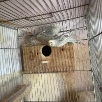 مرغ عشق رینبو درجه یک