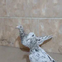 هفت‌رنگ خطی آس