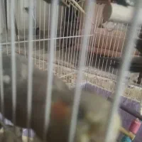 عروس هلندی|پرنده|محمدیه-قزوین, |دیوار