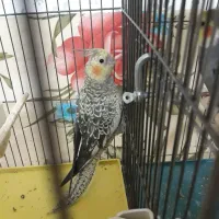 عروس هلندی ماده|پرنده|فولادشهر, مسکن مهر فولادشهر|دیوار