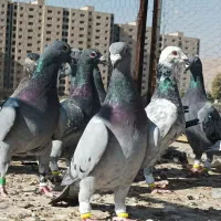 15جفت کفتر دست اولی شب بازی|پرنده|شیراز, سهل‌آباد|دیوار