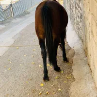 مادیان 5 ساله