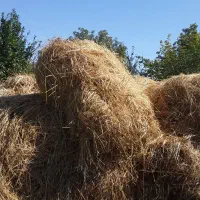 علف|لوازم جانبی حیوانات|ارومیه, |دیوار