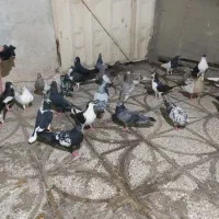 کفتر|پرنده|شیراز, فخرآباد (دروازه کازرون)|دیوار