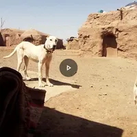 سگ ماده|سگ|سبزوار, قصبه شرقی|دیوار