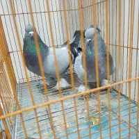 کبوتر|پرنده|امیدیه, |دیوار