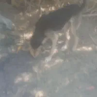 معاوضه سگ نگهبان با دوچرخه