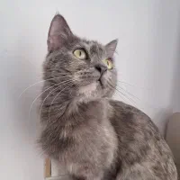 واگذاری گربه اسکاتیش ۱ساله ماده