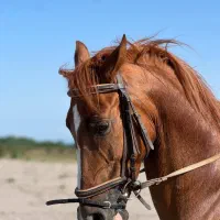 کرد ۴ ساله به رنگ کرنگ