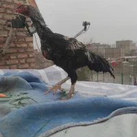 فروش جوجه خروس 6ماهه