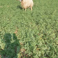 گوچ|حیوانات مزرعه|قلعه گنج, |دیوار