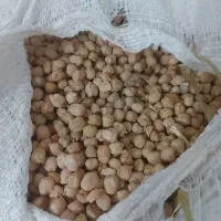 نخود برداشت امسال گریت با پخت سری