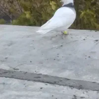 کبوتر|پرنده|مریوان, |دیوار