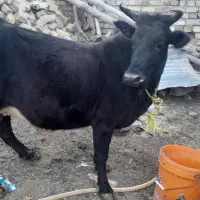 گاوشیرده باگوساله|حیوانات مزرعه|ضیاء آباد, |دیوار